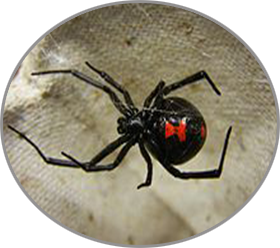 araigne labo ehp boukhatmi